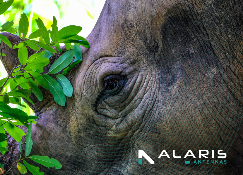 Alaris Antennas assists Hensoldt South Africa to combat rhino poaching
